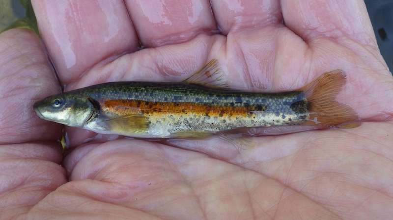 Attached picture Western Blacknose Dace.jpg